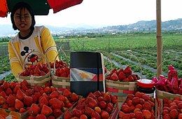 Strawberries grown in the Philippines. Lagalag in La Trinidad (2402014949).jpg