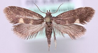 <i>Lampronia morosa</i> Species of moth