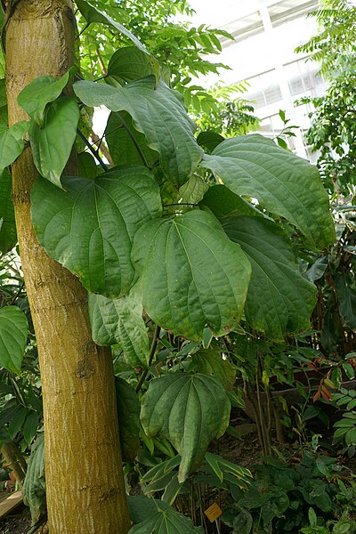 File:Lannea welwitschii-Jardin botanique Meise (2).jpg