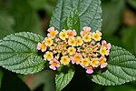 Lantana camara-Silent Valley-2016-08-14-001.jpg