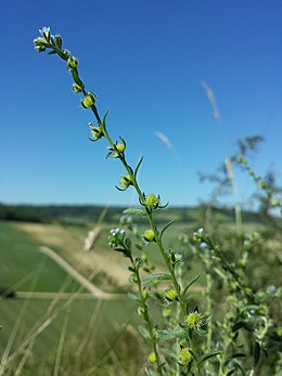 Ežinis žiaudrinys (Lappula squarrosa)