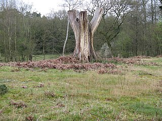 <span class="mw-page-title-main">Coates Castle SSSI</span>