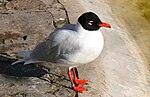 Thumbnail for File:Larus melanocephalus -Zwin (Belgium).jpg