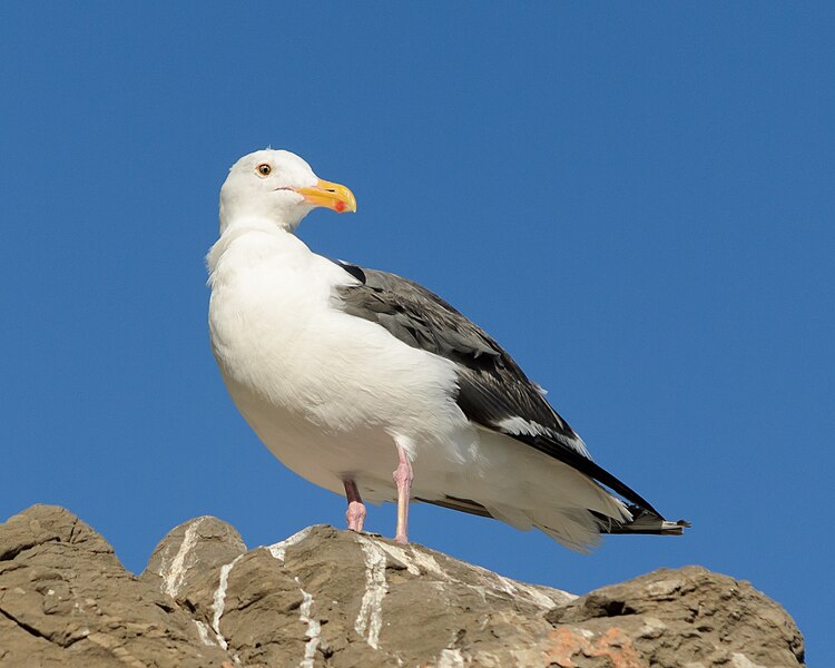 File:Larus occidentalis Point Mugu September 2013.jpg