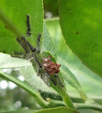 Newly emerged moth larvae