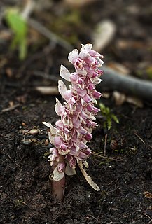 <i>Lathraea squamaria</i> Parasitic species of flowering plant in the family Orobanchaceae