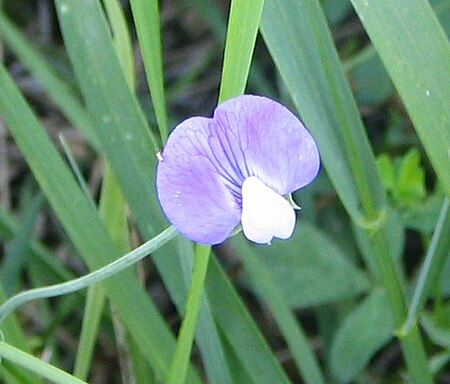 Lathyrus hirsutus bgiu.jpg