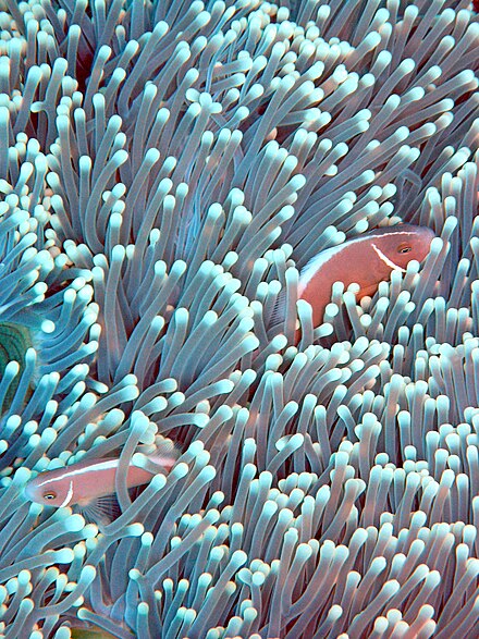 Giant carpet anemones and pink skunk clownfish