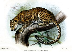 Panthera Pardus Tulliana