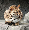 Leopard Cat Tennoji (crop).jpg