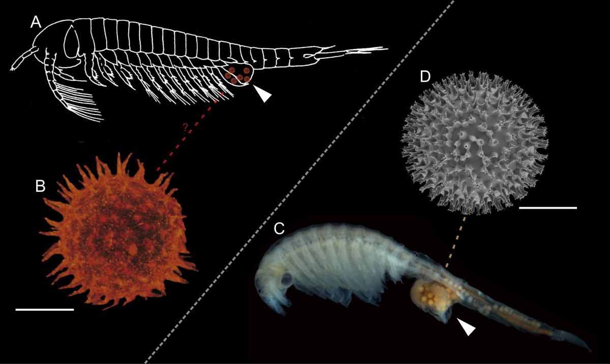 Brine shrimp - Wikipedia