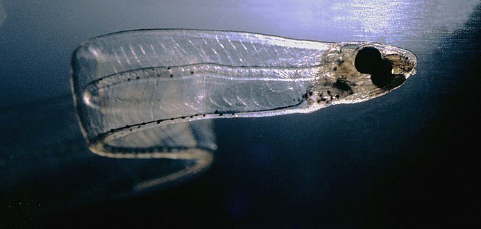 Eel eggs hatch firstly into the leptocephalus larval stage
