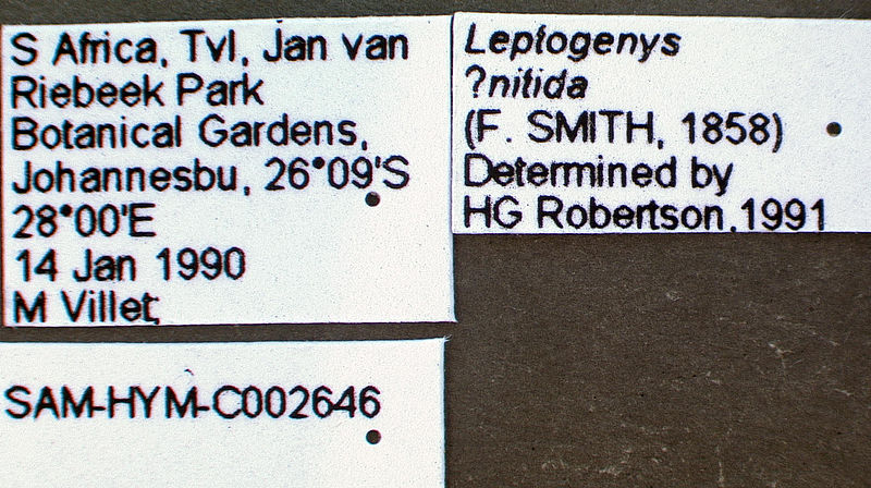 File:Leptogenys intermedia sam-hym-c002646a label 1.jpg