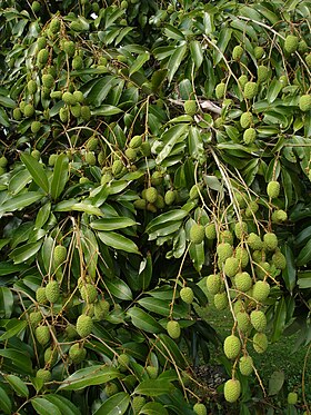 Litchi med grønne frugter. Réunion.