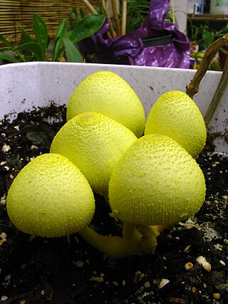 <i>Leucocoprinus</i> Genus of fungi