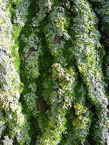 Mousses en situation épiphyte sur écorce de peuplier avec des lichens (Nord de la France).