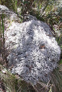 <i>Stereocaulon ramulosum</i> Species of lichen