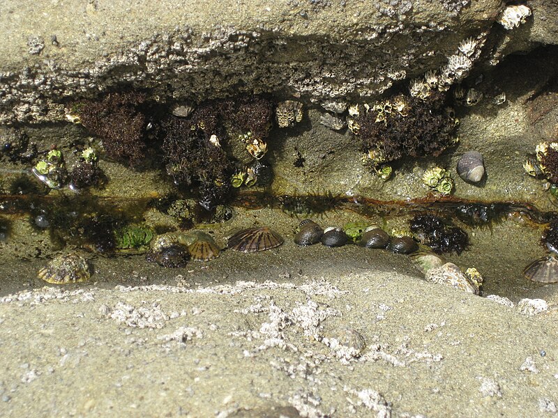 File:Life on the rocky shore.JPG