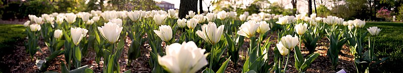 File:Lilacia Park White Tulips (6905876618).jpg