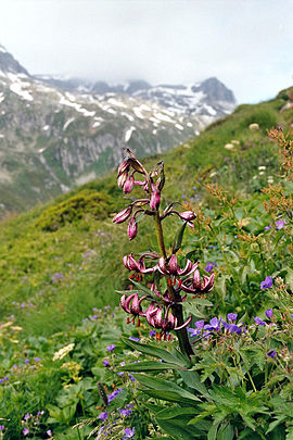 Lilium martagon