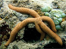 Linckia guildingi on coral reefs.jpg