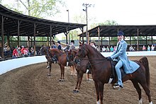 A rider wearing Kentucky jodhpurs. Lindsey on horse.jpg
