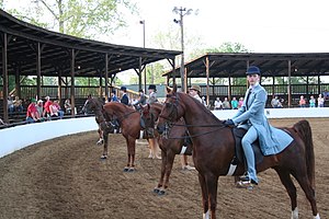 Jodhpurs