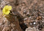 Vignette pour Linum trigynum