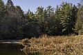 * Nomination Little Beaver State Park WV --PumpkinSky 17:38, 24 November 2017 (UTC) * Promotion  Support Good quality. Shot today?--Famberhorst 17:55, 24 November 2017 (UTC) @Famberhorst: , yes, shot today. Just curious? PumpkinSky 18:04, 24 November 2017 (UTC) Answer: I am always curious about the used settings and such. And then the date also comes up.--Famberhorst 19:13, 24 November 2017 (UTC) Oh, I am happy to answer any questions. PumpkinSky 00:46, 25 November 2017 (UTC)