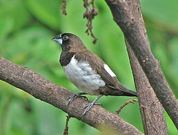 Мунія гострохвоста (Lonchura striata)