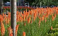 2013-07-18 16:49 Colourful flowers in Canary Wharf.