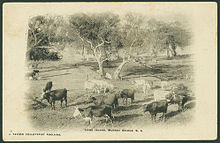 Cattle grazing at Long Island, circa 1900 (State Library of South Australia (B 26826) Long Island, Murray Bridge (B 26826).jpg