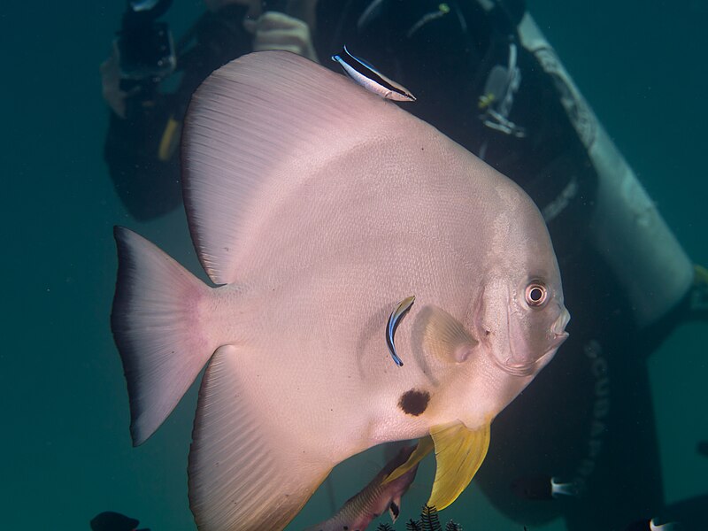 File:Longfin spadefish (Platax teira) (47771153441).jpg