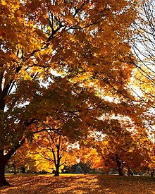 Fall foliage Loose Park in Fall.jpg