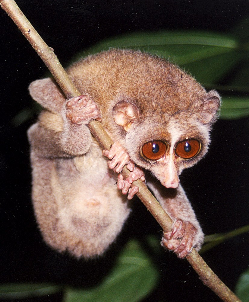 The average litter size of a Red slender loris is 1