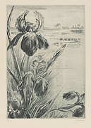 Louise Danse, Orchidées, Bibliothèque Royale de Belgique