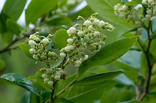 <i>Lyonia ligustrina</i> Species of tree