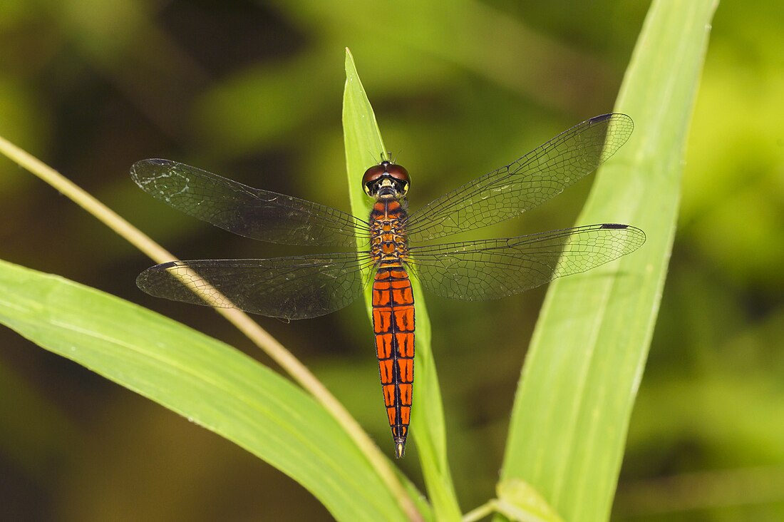 Lyriothemis acigastra