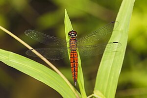 Lyriothemis acigastra каска