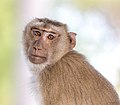 * Nomination Macaca fascicularis (crab-eating macaque) looking at the observer, front view with smooth bokeh, at the temple of Don Som (Si Phan Don), LaosI, the copyright holder of this work, hereby publish it under the following license: --Basile Morin 04:03, 7 January 2019 (UTC) * Promotion Good quality. --Uoaei1 05:38, 7 January 2019 (UTC)