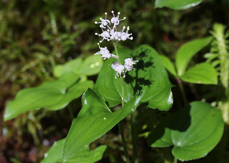 File:Maianthemum dilatatum (Mount Cho).JPG