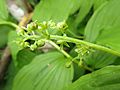 female flowers, Mount Akita-Koma, Akita pref., Japan