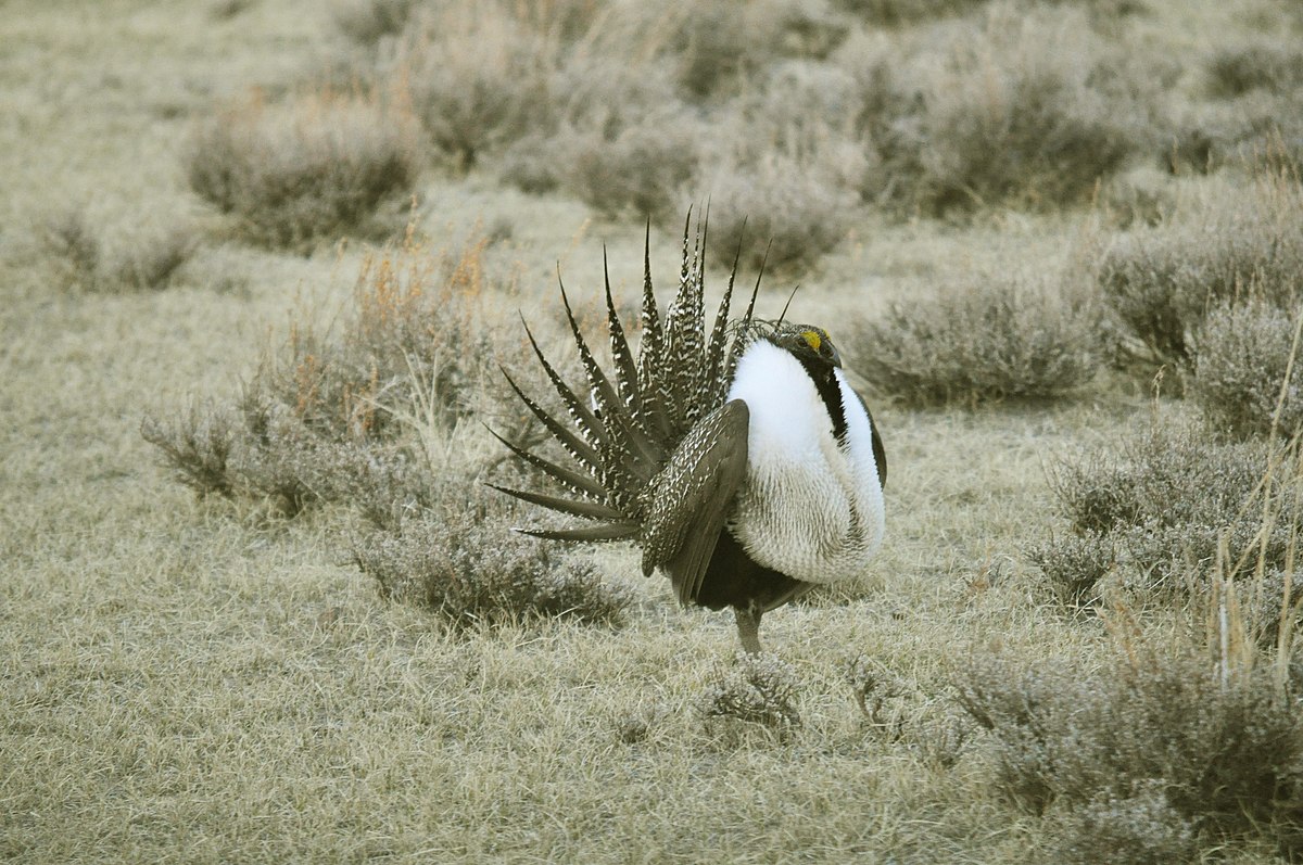 Greater male. Greater Sage Grouse.