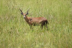 A male in Rio do Peixe State Park, a hotspot of this species beyond Pantanal. Male Marsh Deer PE Rio do Peixe 1.jpg