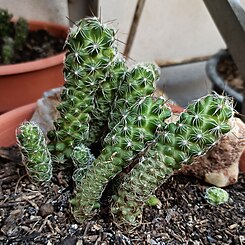 Mammillaria vetula ssp.  gracilis (Famiglia Cactaceae).jpg