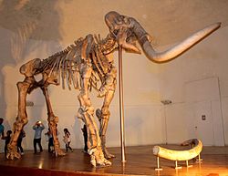 Mammuthus meridionalis (L'Aquila).JPG