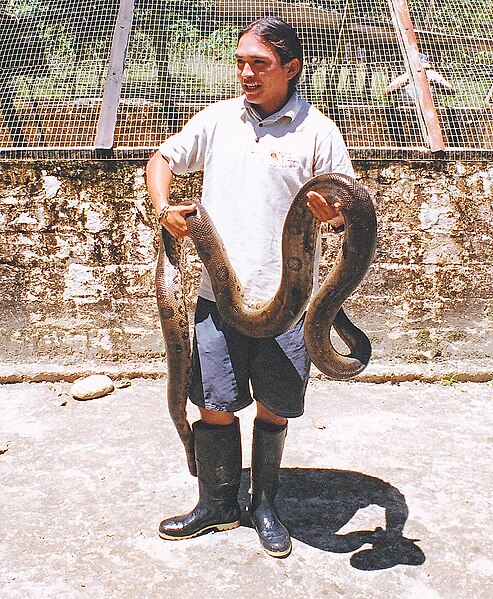 File:Man from Ecuador with large anaconda.jpg