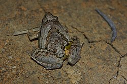 Marbled Pygmy Frog (Microhyla pulchra) 花姬蛙12.jpg