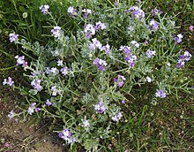 Matthiola tricuspidata 2 RF.jpg