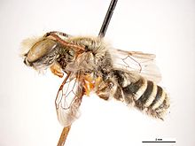 Megachile cygnorum.jpg